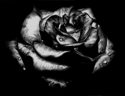 Black rose by ghozt159